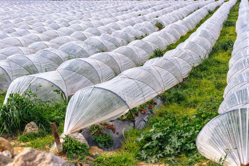 Que planter dans sa serre en hiver ? - France Serres